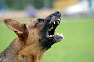 Eine Abwehr gegen einen Hundeangriff stellt unter Umständen einen Notstand dar.