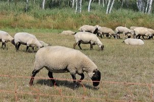 Argarumweltmaßnahmen betreffen auch Nutztiere: Die Förderung des Genpools für deren Zucht spielt eine entscheidende Rolle.