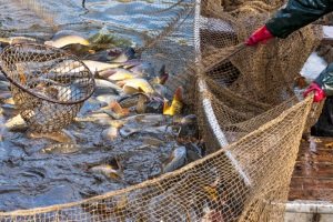 Ist das Fischen oder Angeln ohne Angelschein in Bayern erlaubt? 