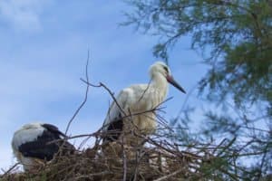 Vögel nutzen Insekten als Nahrung. Der Artenschutz der Insekten ist auch für andere Tiere sinnvoll