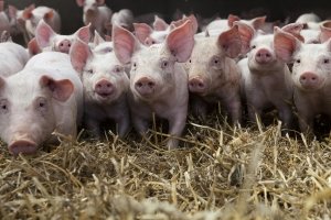 Artgerechte Tierhaltung für Schweine wird ebenfalls immer bedeutsamer.