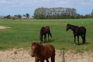 Der Begriff artgerechte Tierhaltung wird vor allem bei Nutztieren in der Landwirtschaft angewandt. Er gilt aber für alle domestizierten Tiere.