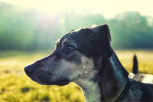 Trotz Ausgangssperre: Der Hund darf weiterhin Gassi geführt werden.