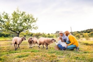 Wichtig beim Autofahren auf Island: Tiere haben immer Vorfahrt.