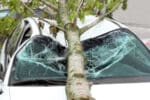 Autofahren bei Sturm: Bäume können zu einer Gefahr werden.