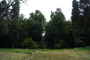 Wer einen Baum fällen möchte, benötigt in der Regel eine Genehmigung