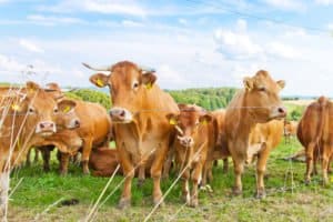 Bedrohte Haustierrassen sind beispielsweise das Limburger Rind