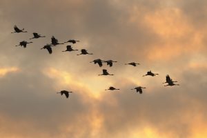 Bedrohte Tierarten sind auch Vögel