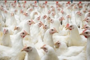 Ein Beitrag zum Klimaschutz könnte sein, den Verzehr tierischer Produkte zu reduzieren. Denn das Klima leidet auch unter massenhafter Viehzucht.