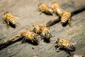 Biene und Wespe stehen unter Naturschutz