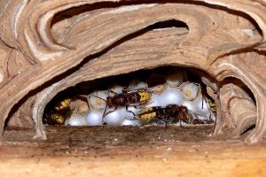 Bienen stehen im Naturschutz und Artenschutz laut Bundesartenschutzverordnung - ebenso wie Hornissen