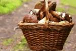 beitragsbild-bussgeld-pilze-sammeln