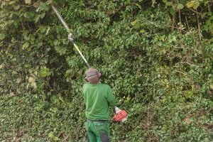 Wann Droht Ein Bussgeld Im Sommer Beim Heckeschneiden
