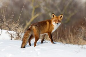 Auch bei Falschmeldung von Wildwechsel können Bussgelder anfallen