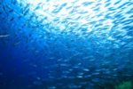Bußgeldkatalog über bedrohte Fischarten
