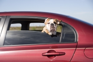 Bußgeldkatalog zum Thema Tiere im Auto transportieren