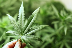 Wann droht für den Konsum von Cannabis ein Bußgeld?