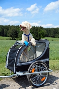 Generelles Verbot für E-Scooter mit Anhänger: Einen Hund dürfen Sie so nicht transportieren.