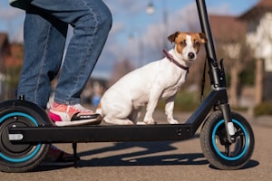 Darf man einen E-Scooter gemeinsam mit einem Hund nutzen?