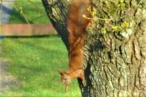 Wird ein Eichhörnchen angefahren, handelt es sich bei dieser Kollision nicht um einen Wildunfall.