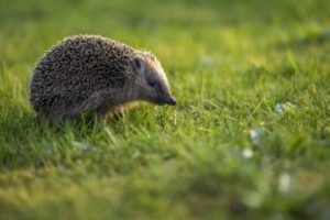 Eichhörnchen benötigen wie Igel Hilfe, wenn sie verletzt sind