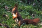 Immer wieder werden bei der Nahrungssuche Eichhörnchen überfahren.