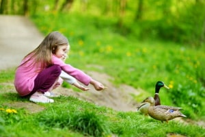 Auf dem Weg von einem See zum anderen kann es passieren, dass eine Ente überfahren wird.