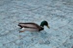 Enten zu füttern ist eine beliebte Freizeitbeschäftigung.