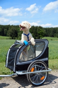 Das Fahrradfahren mit dem Hundeanhänger sollten Sie im Vorfeld üben.