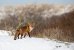 Fuchs im Garten