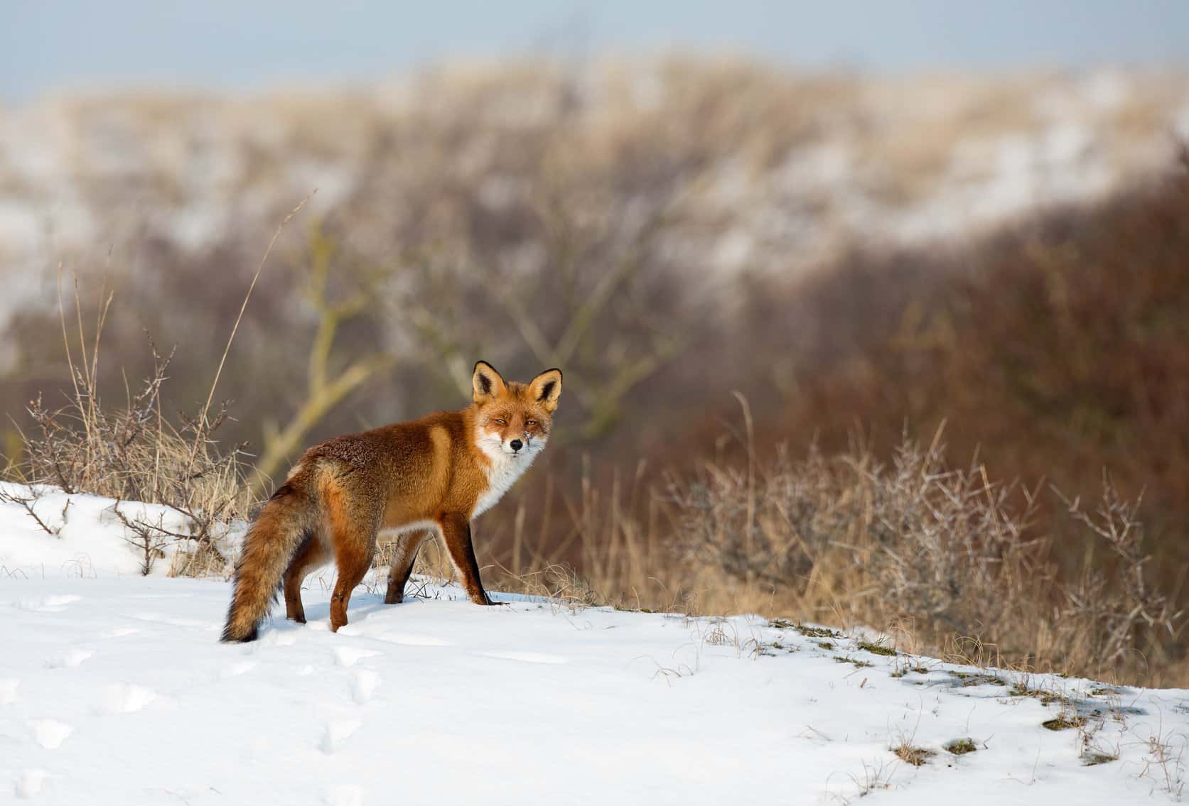 Fuchs unter Naturschutz - Tierschutz-Bußgeldkatalog 2024