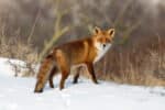 Werden die schlauen Jäger auf der Futtersuche unachtsam, kann es passieren, dass ein Fuchs überfahren wird.
