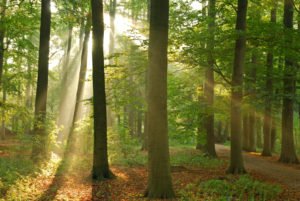 Normalerweise leben Füchse im Wald. Ein Fuchs, der sich in Ihren Garten verirrt hat, können Sie vertreiben