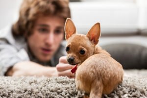 Der zuständige Tierschutzverein muss Fundtiere wie Katzen und Hunde versorgen.