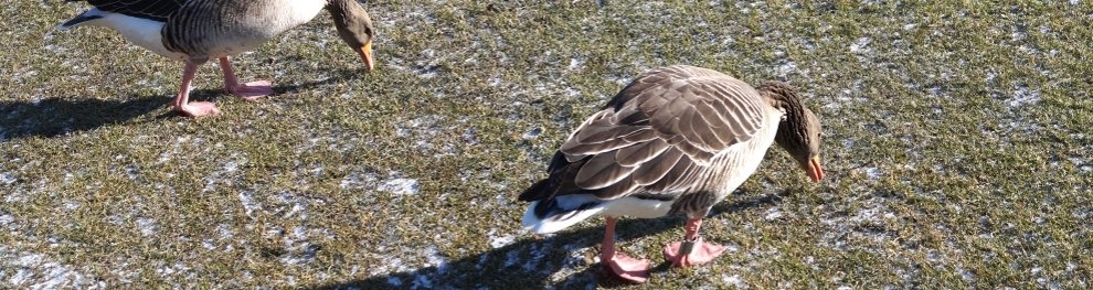 Wilde Gänse füttern: Ist das überhaupt erlaubt?