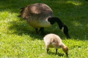 Gänse zu füttern, ist nicht nötig. Auch die Kanadagänse finden in der Natur ausreichend Nahrung.