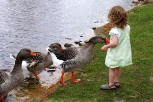 Auch Kinder mögen es, Gänse zu füttern.