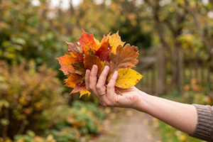 Im eigenen Garten dürfen Sie Herbstdeko sammeln, ohne die Handstraußregelung beachten zu müssen.