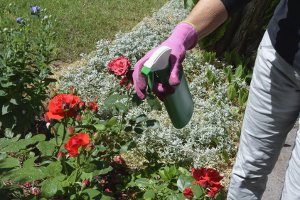 Das Gartenrecht und Nachbarschaftsrecht in Deutschland