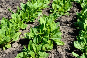 Hausbesitzer mit einem eigenen Garten müssen oft Grünschnitt entsorgen