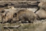 Zu Haarwild zählt das Wildschwein, welches auch unter der Bezeichnung Schwarzwild geläufig ist.