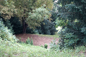 Wer ein Haus mit einer Hecke zum Nachbar besitzt, muss diese auch schneiden