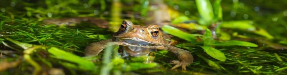 Rote Liste der Amphibien: Welche stehen drauf?