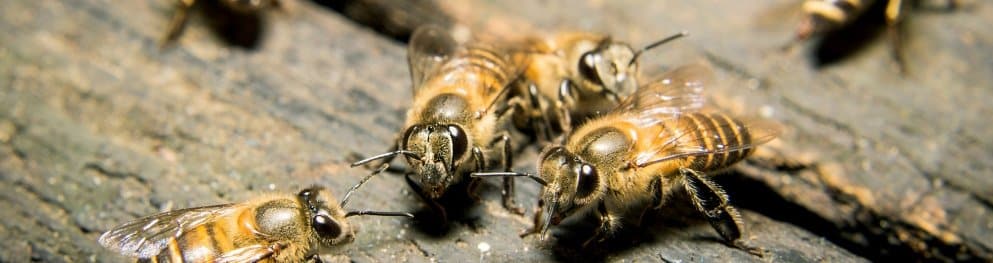 Bienen unter Naturschutz: Worauf kommt es an?