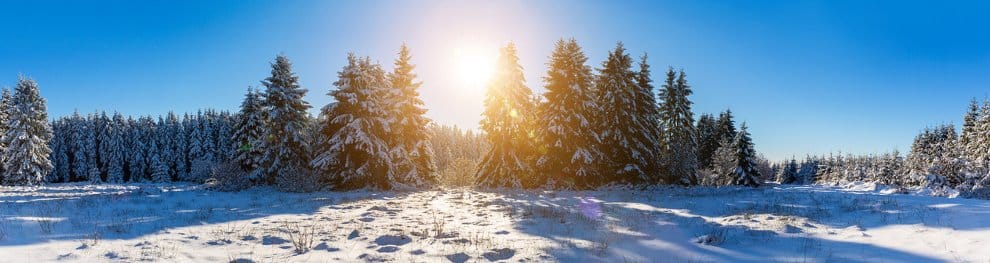 Weihnachtsbaum selber schlagen – Droht Bußgeld?