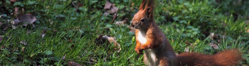 Stehen Eichhörnchen unter Schutz?