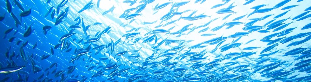 Bedrohte Fischarten: Fische unter Naturschutz