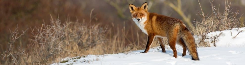 Fuchs im Garten vertreiben: Ist dies erlaubt?