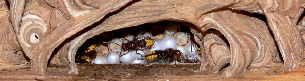 Stehen Hornissen unter Naturschutz?