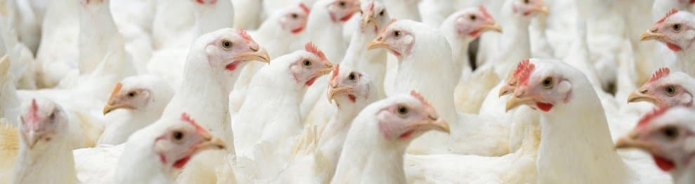 Massentierhaltung beim Huhn: Geltende Vorgaben